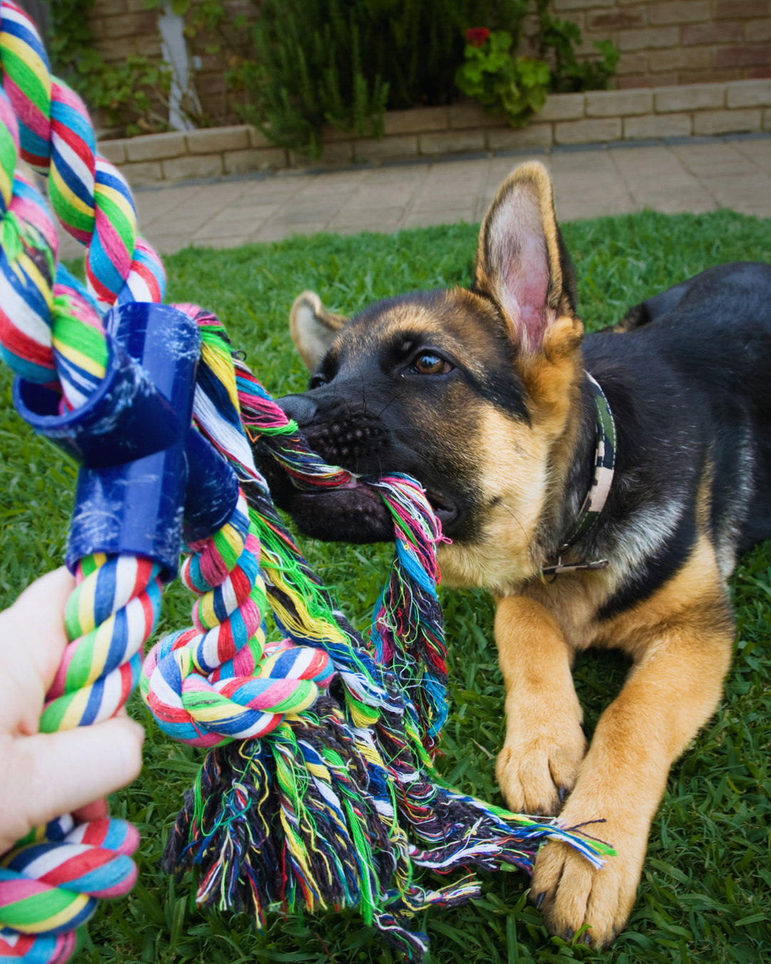 a puppy tugging on a toy